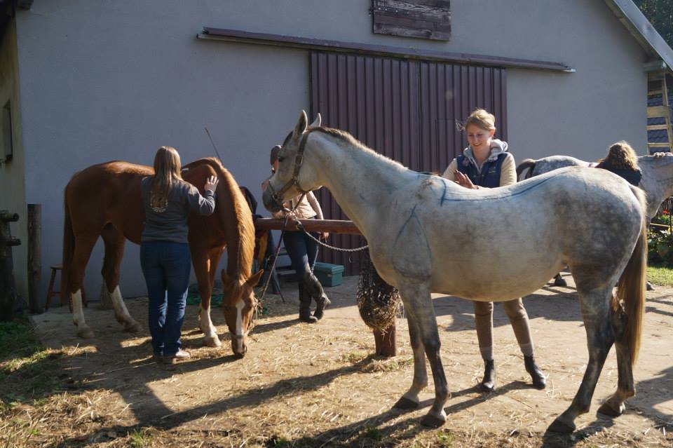 sportowymasazkoni26.jpg