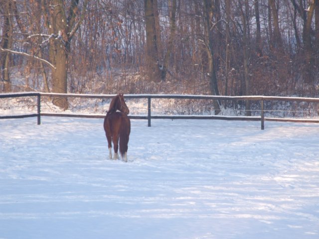 wigiliazmikoajem20104.jpg